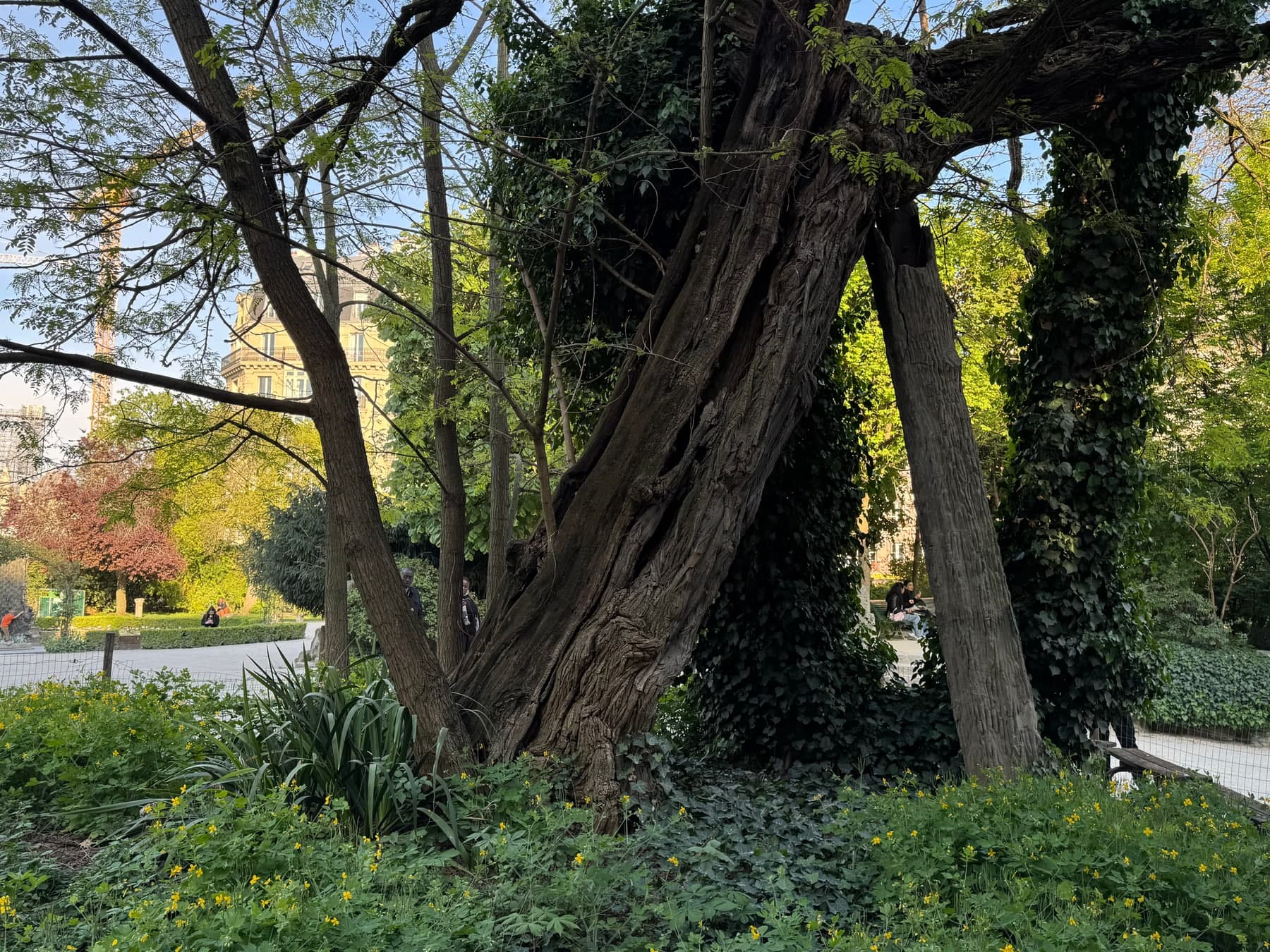 Tronc noueux couvert de lierre du plus vieil arbre de Paris, dans le square René-Viviani